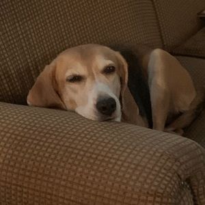 Meet your Posher, Sam